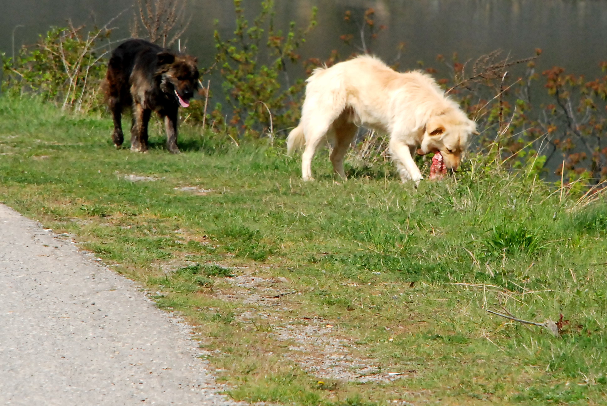Photo of Ovčarski psi izujedali dementnu staricu