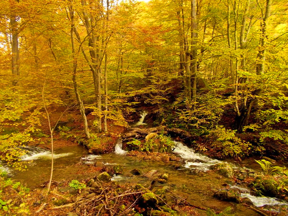 Photo of Jesen na Staroj planini(foto)