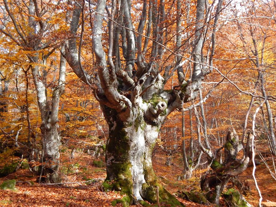 11694119_10208720300623952_1369634551087584923_n