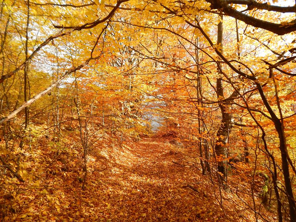 12196142_10208720315104314_1980021770559173210_n