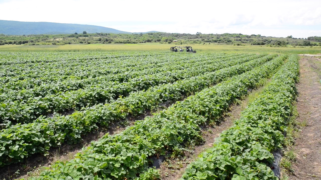 Photo of Potreban veći broj radnika za branje jagoda na plantaži kod Pirota