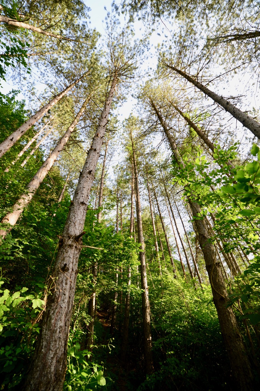 Photo of Šumsko gazdinstvo Pirot – Prirast šuma znatno viši od realizovane seče