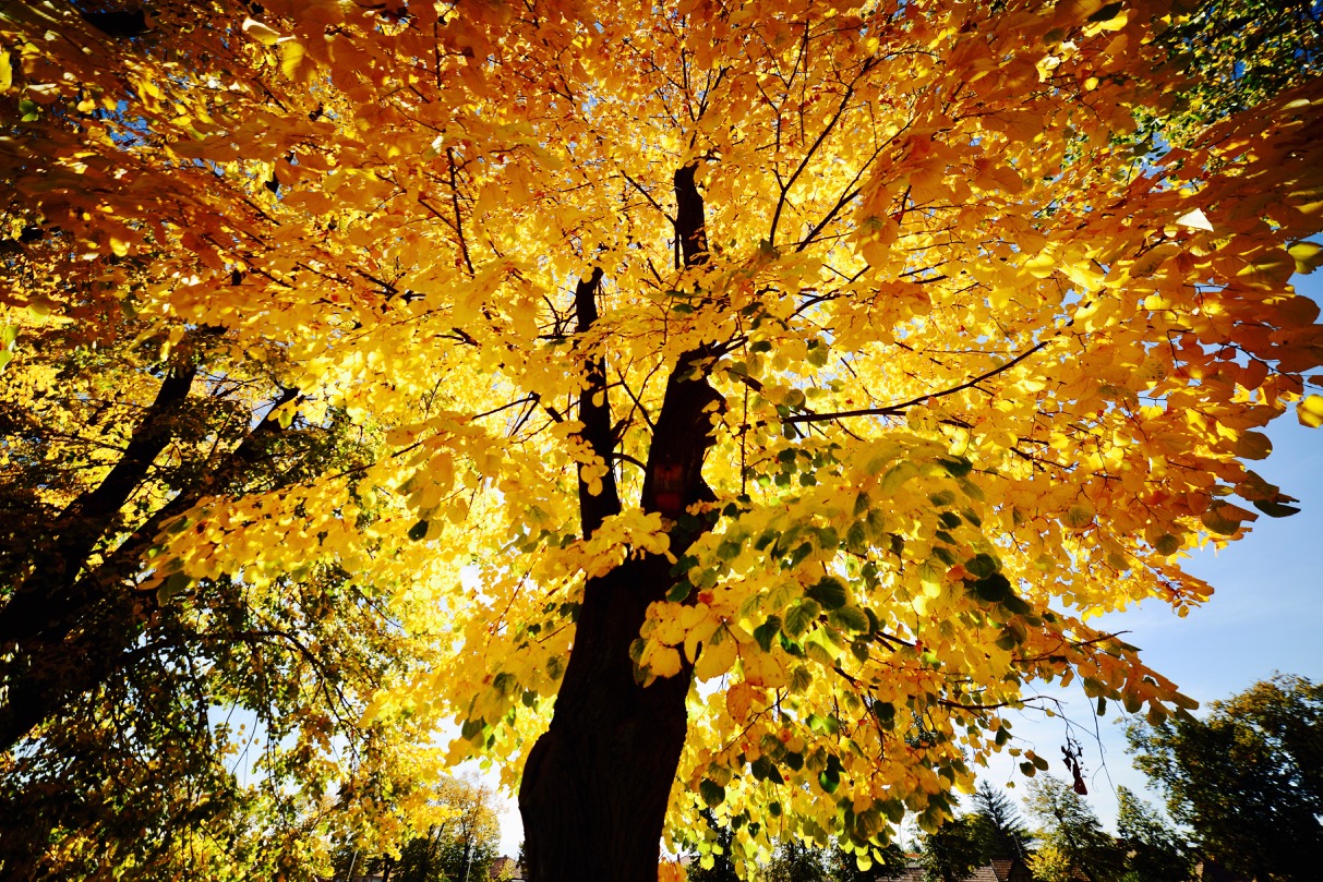 Photo of Jesenje lišće Keja pored Nišave (foto)