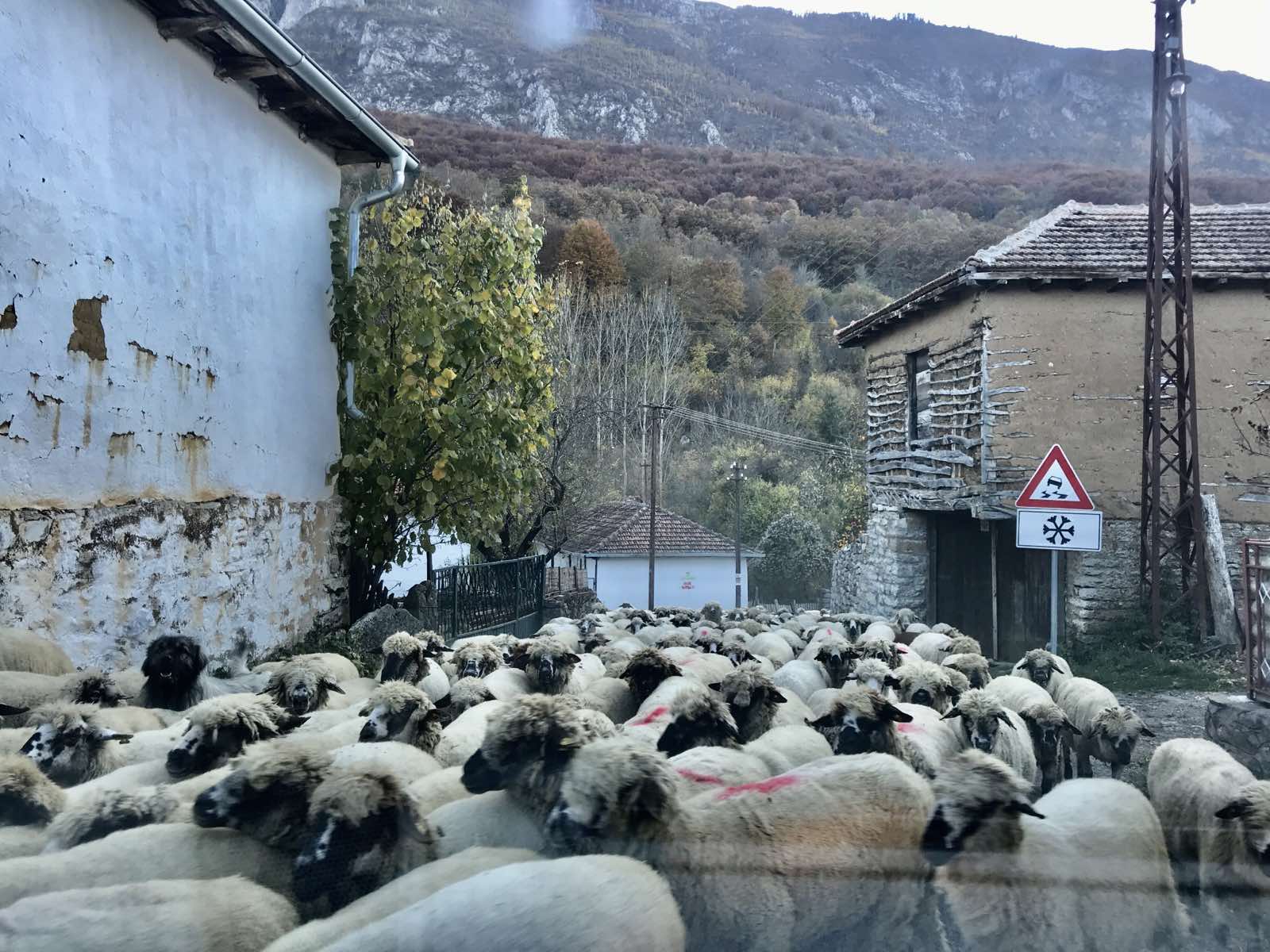 Photo of Pronađeno stado ovaca Bosiljke Stankov iz sela Petačinci