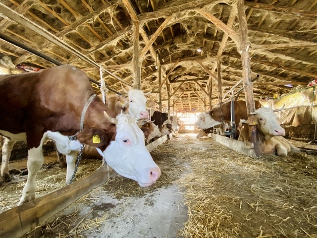 Photo of Dobra vest za poljoprivrednike: Povećana premija za mleko