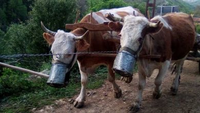 Photo of Gostuša: I krave dobile “maske” za zaštitu od korone (FOTO)