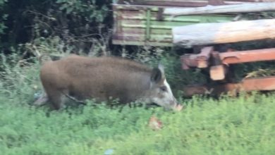 divlja svinja u pirotskom naselju šesti kolosek