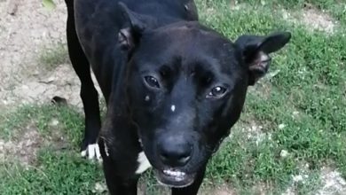 pronadjen pas trazi se vlasnik