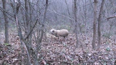 izgubljeno jagnje suva planina