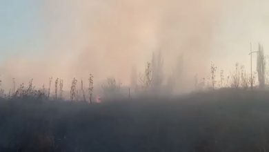 pozar pirot rastinje