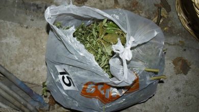 marihuana pirot policija zaplena