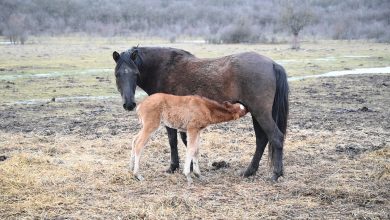 konji stara planina farma nikolov