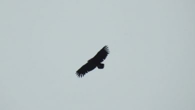 Photo of Crni lešinar – “nebeska krstarica”, snimljena na nebu iznad Pirota