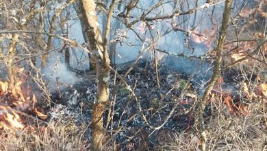 Photo of Požar kod Bazovika! Vatra stigla nadomak kuća