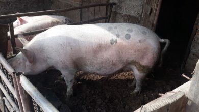 Photo of Van snage zabrana čuvanja svinja u pirotskim selima na kružnom putu