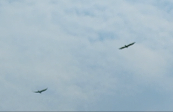 Photo of Veličanstven prizor na Staroj planini – par orlova zmijara iznad Zavojskog jezera (VIDEO)