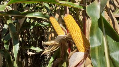 Photo of Dan polja kukuruza – Na oglednim parcelama prinosi oko 10 tona u zrnu