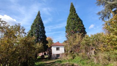 sekvoje stol babušnica